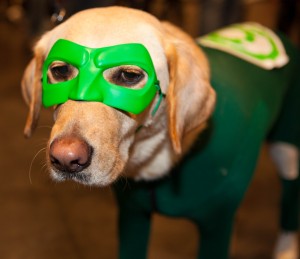 Green Lantern Doggie